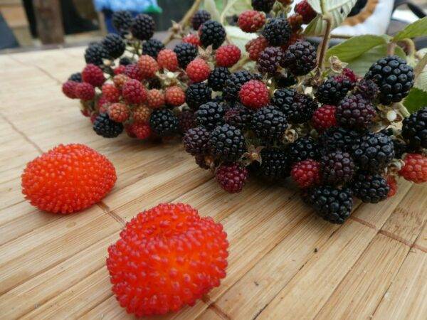 Wild organic berries on a wooden table