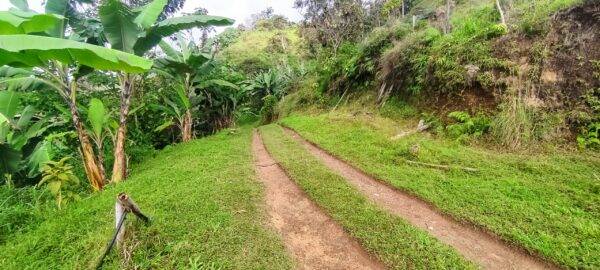 Private road leading to the enormous 7 bedroom house
