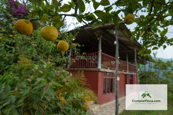 Around the mansion you see the lemons in abundance besides other trees and plants from this gardenview on the Mansion