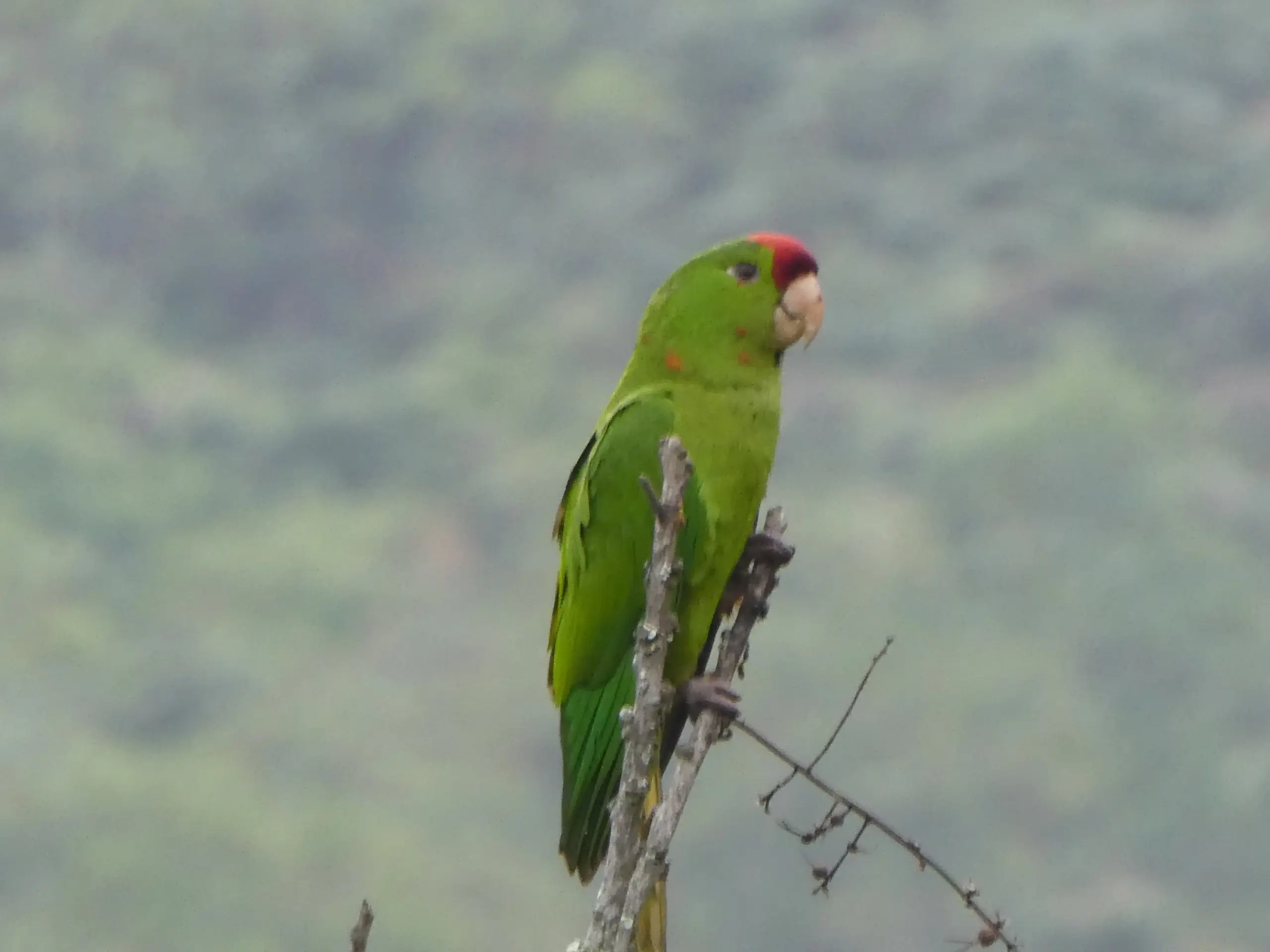 Avistamiento de aves Los Farallones Colombia colibri loro
