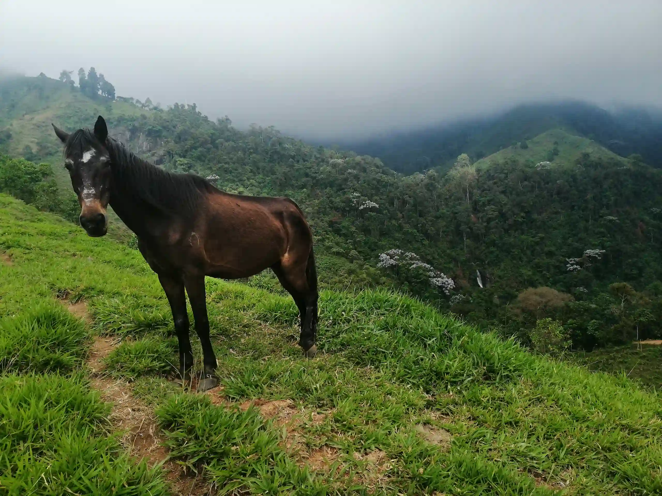Ganaderia extensiva finca Valle del Cauca 10 hectareas pasto