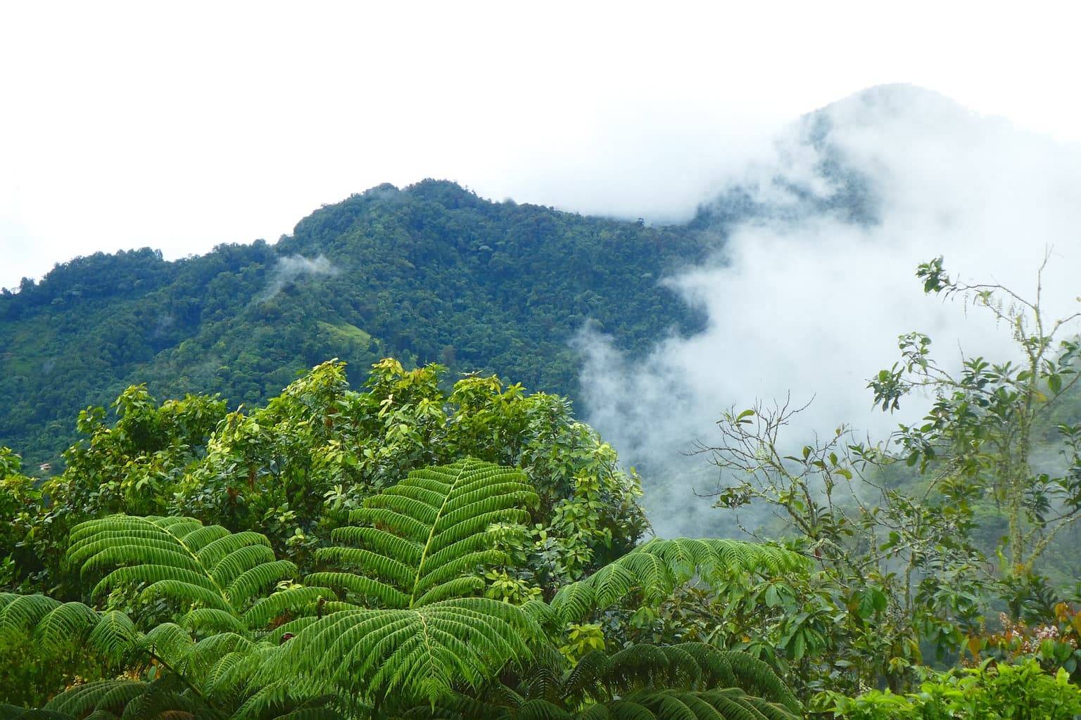Bosque nativo tropical Finca DosQuebradas Farallones